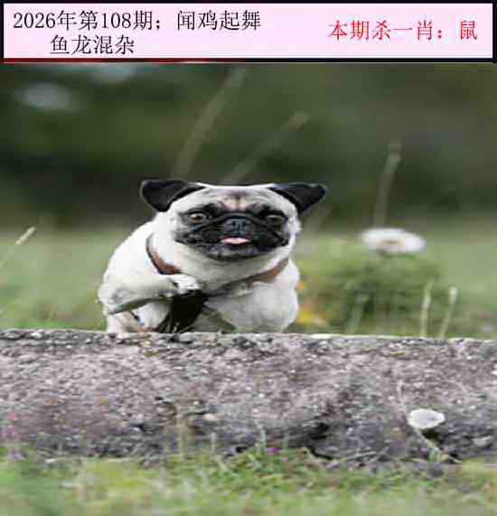 今日闲情 第108期